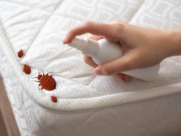 Wasp Removal Services in Jacksonville, NC