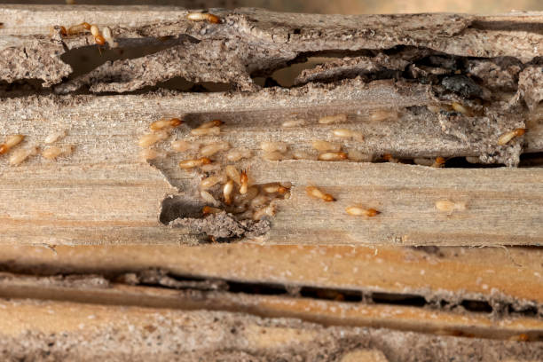 Best Exterminator Services  in Jacksonville, NC